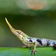 Illustration for article titled This freaky looking lizard was thought to be extinct for 50 years